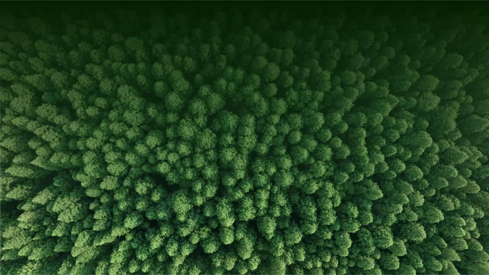 Vista aérea de un bosque verde denso